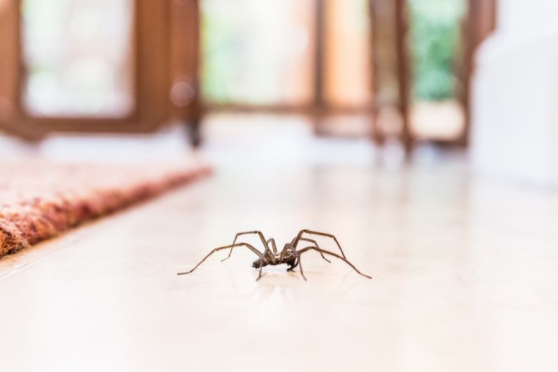 Black Widow Extermination in Fort Worth, TX