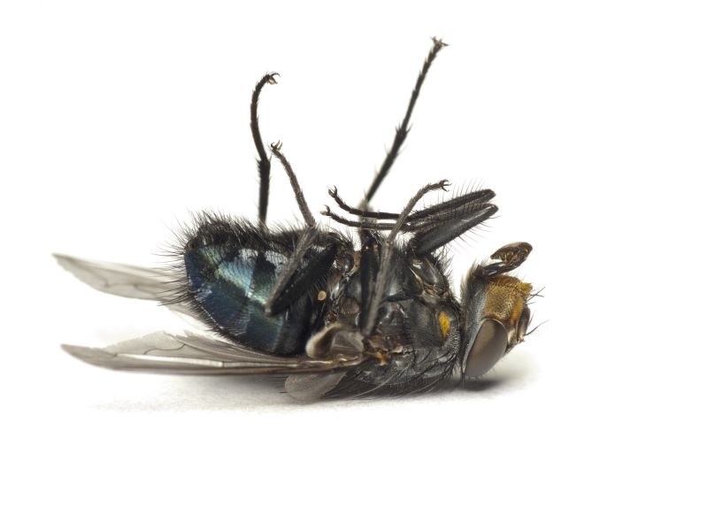 Fly Control Service in Rockwall, TX