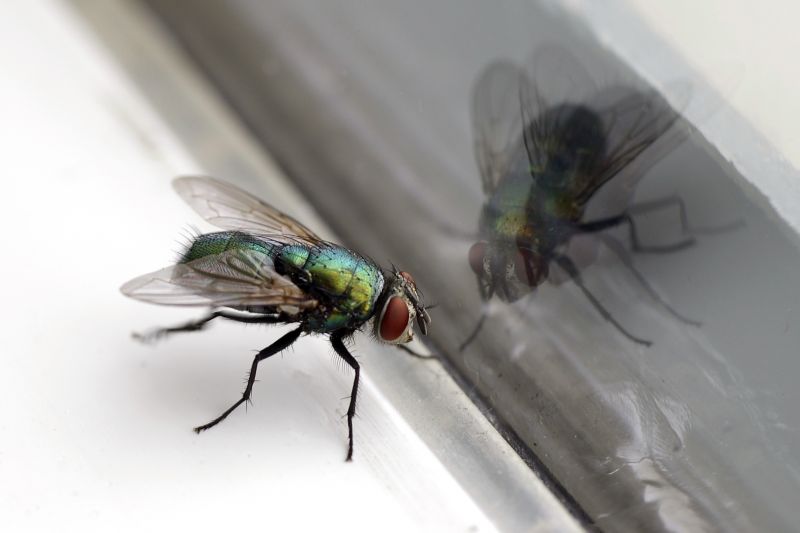 Fruit Fly Extermination in Arlington, TX