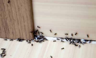 Ant Control Service detail