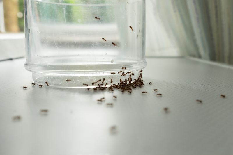 Ants Extermination Service detail