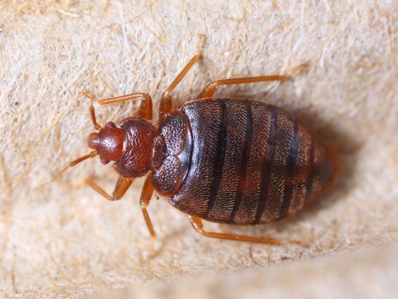 Bed Bug Fumigation detail