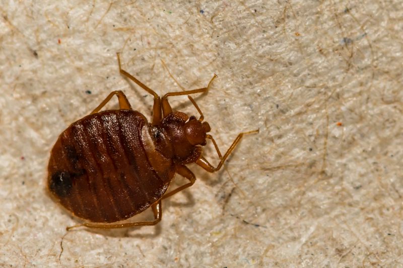 Bed Bug Treatment Service detail