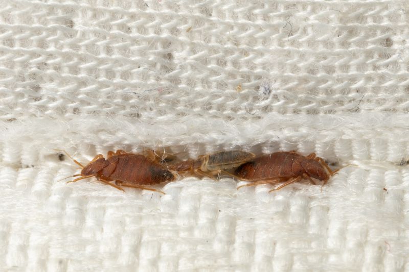 Bed Bug Treatment Service detail
