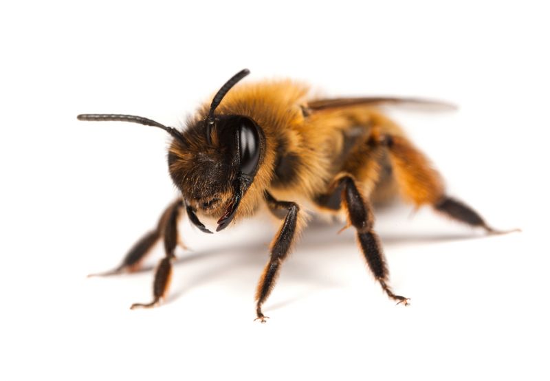 Bee Pest Control Service detail