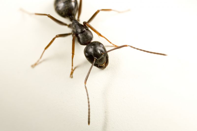 Carpenter Ant Extermination detail