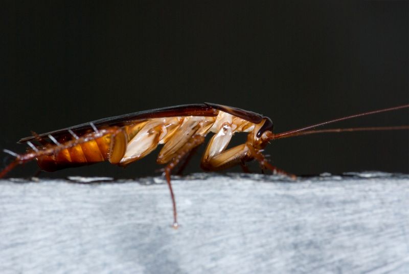 Cockroach Fumigation Service detail