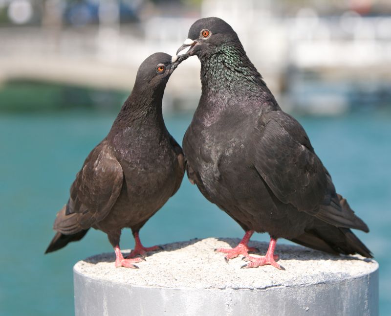 Commercial Bird Removal detail