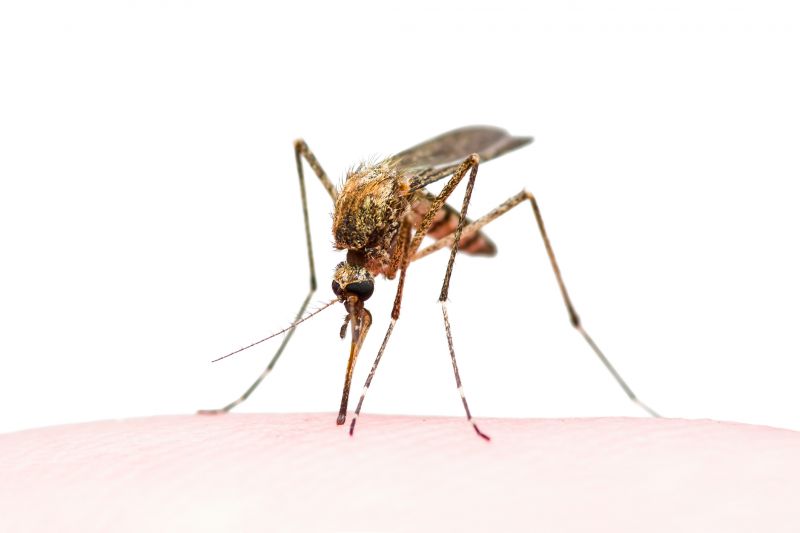 Mosquito Control Service detail