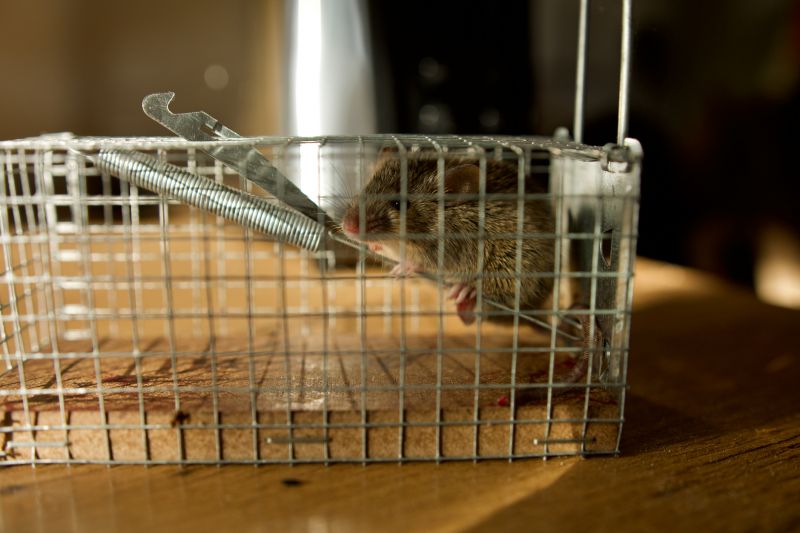 Rat Trapping Service detail