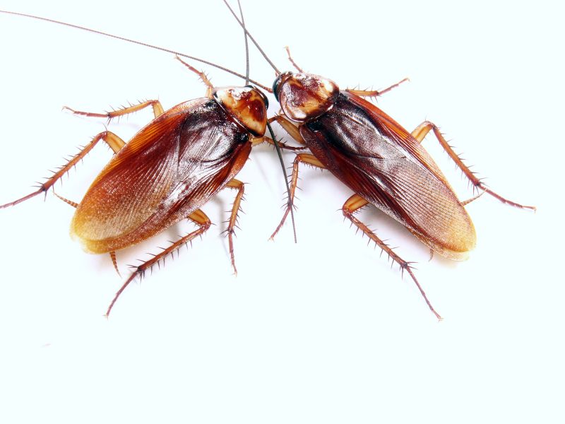 Roach Extermination detail