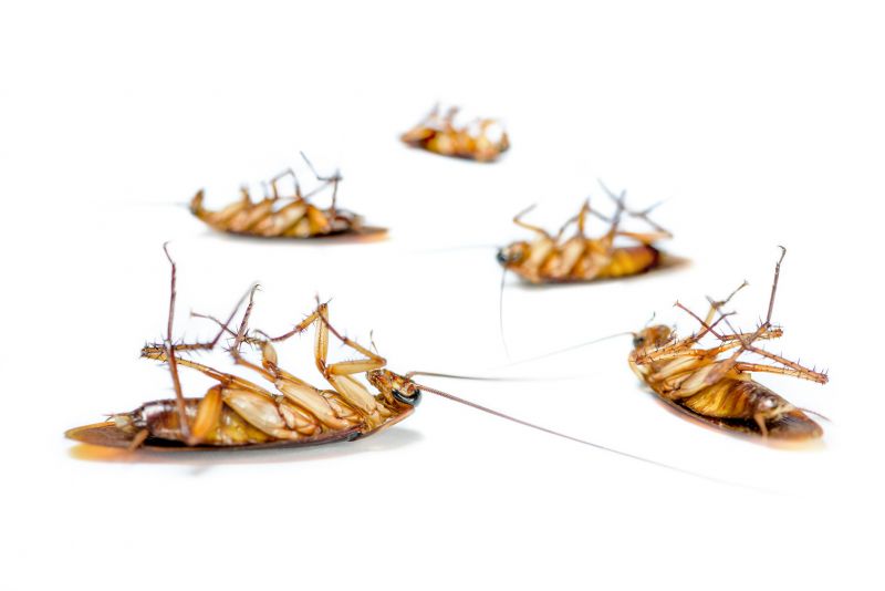 Roach Removal detail