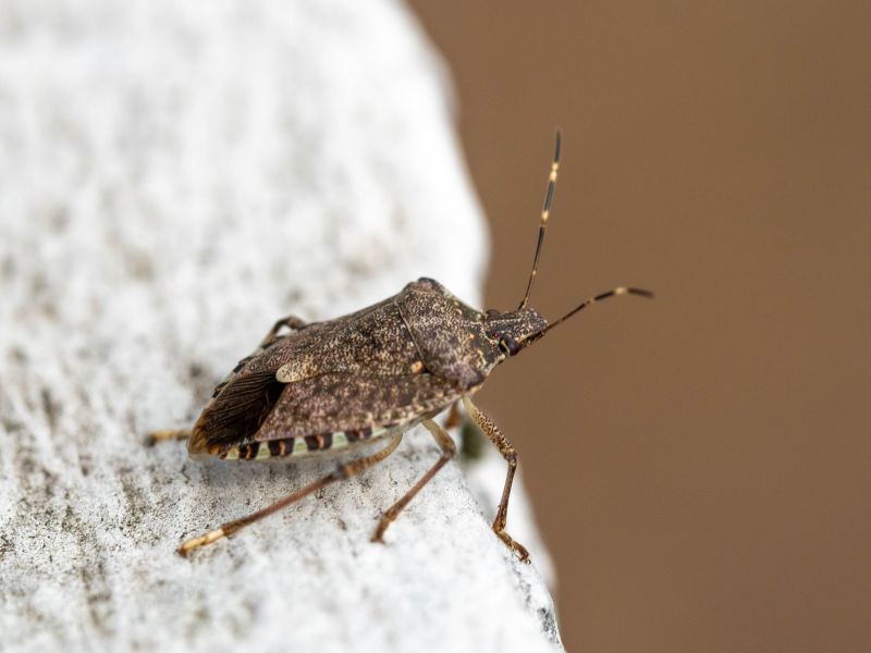 Stinkbug Extermination Service detail