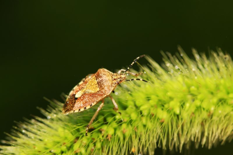 Stinkbug Extermination Service detail
