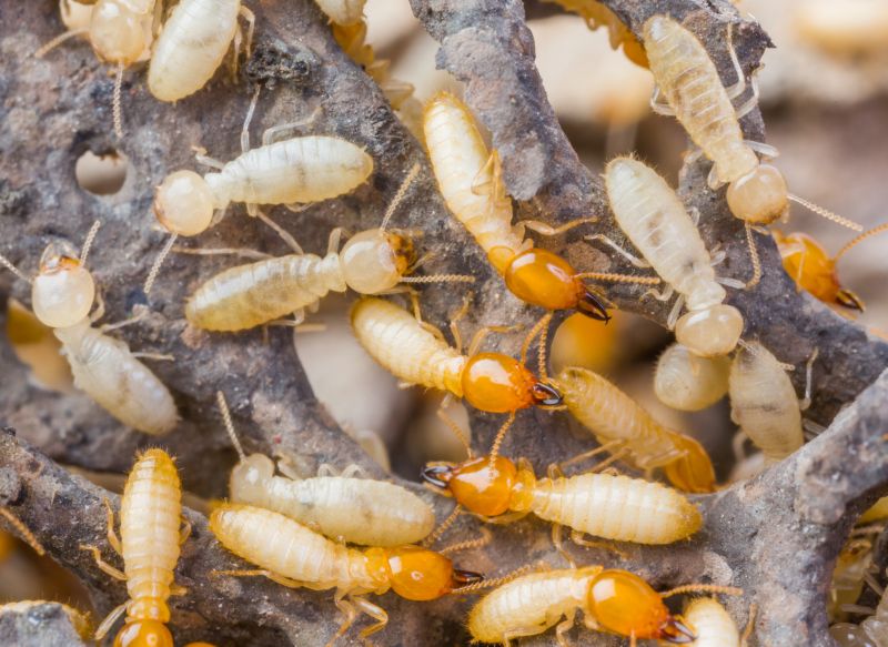 Termite Inspection Service detail