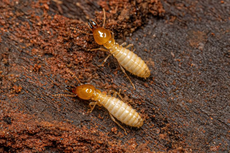 Termite Inspection Service detail