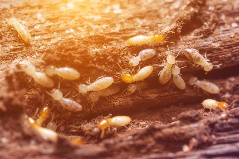 Termites Extermination detail