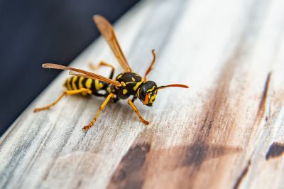 Wasp Extermination Service detail