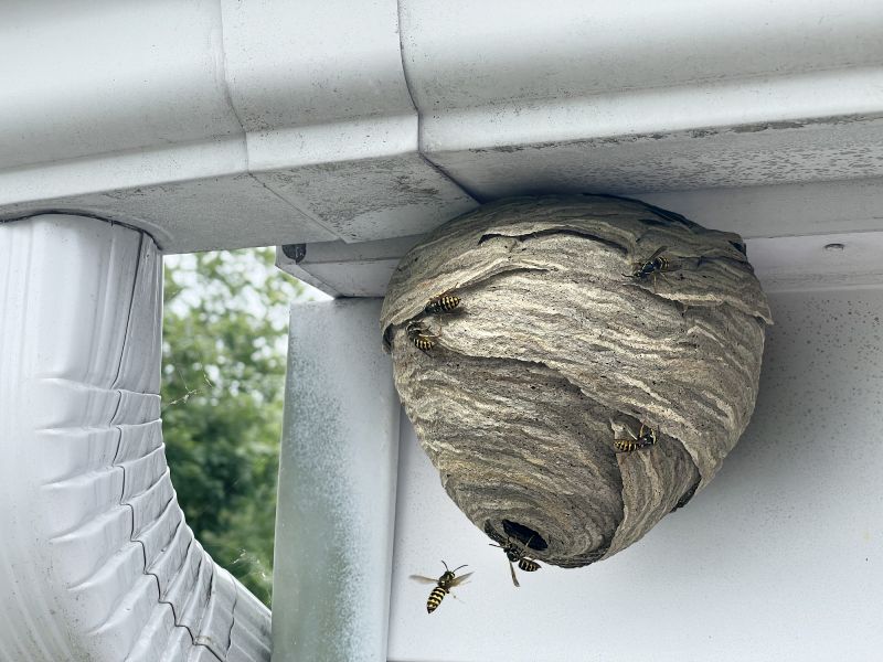 Wasp Extermination Service detail