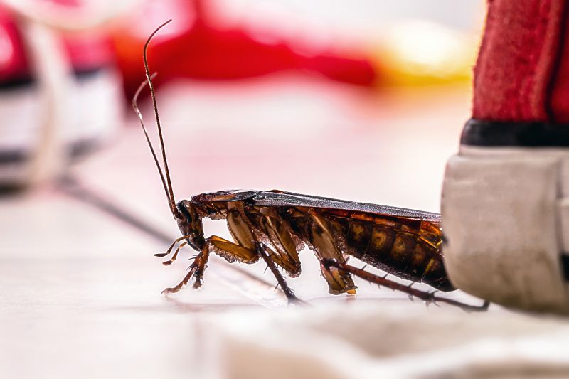 Roach Fumigation in Madison, WI