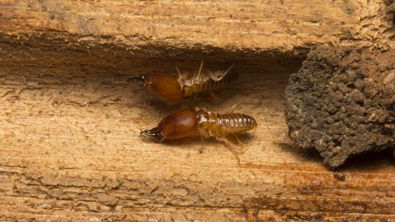 Termite Service in Katy, TX