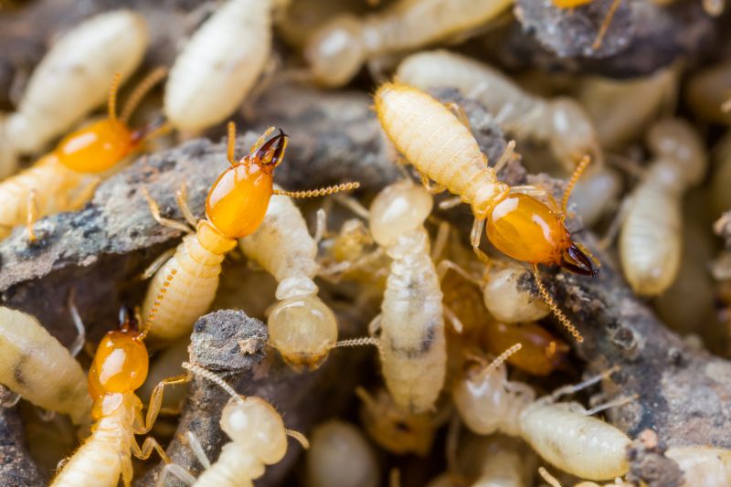 Termite Tenting in Tampa, FL