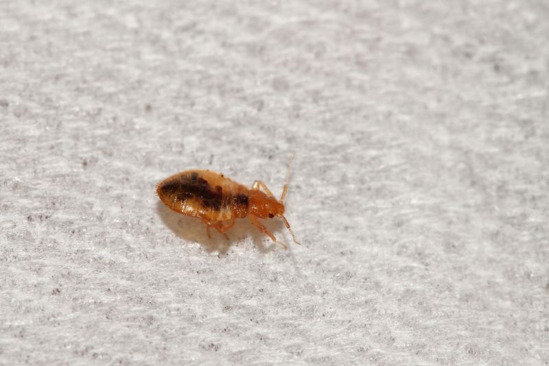 Why Professional Bed Bug Pest Control Is More Effective Than Diy Treatments