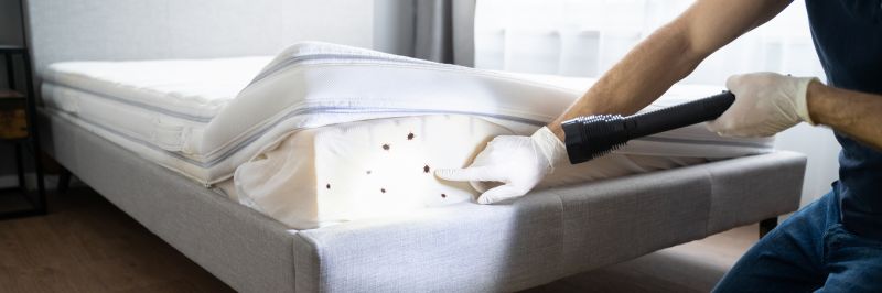 Bed Bug Extermination - Bed Bug Extermination Sarasota, Florida