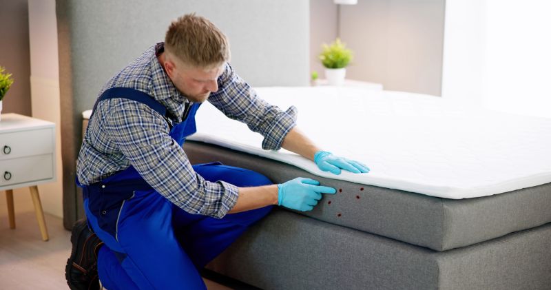 Expert bed bug removal
